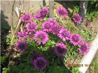 b7d9a865-Marica auto 306.jpg